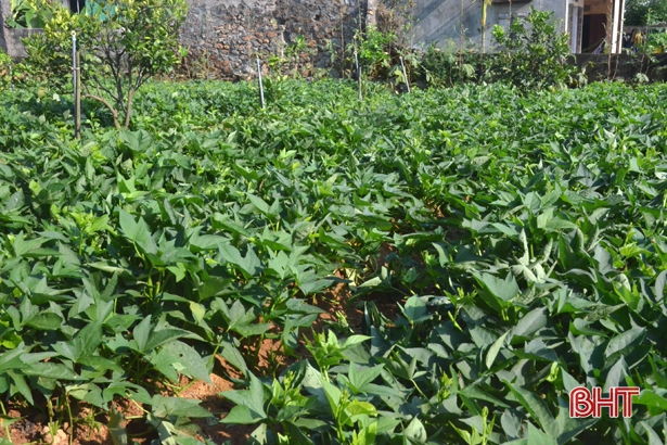 Không lo đầu ra sản phẩm, nông dân Kỳ Đồng nhà nhà làm kinh tế vườn