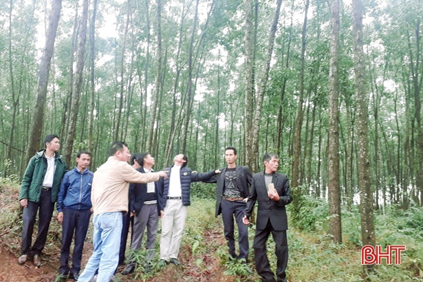 Đan Mạch hỗ trợ nông dân Hà Tĩnh trồng 10 ha rừng gỗ lớn