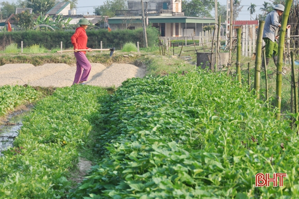 Nông dân Hà Tĩnh sử dụng trên 120 nghìn tấn thuốc bảo vệ thực vật và phân hóa học mỗi năm