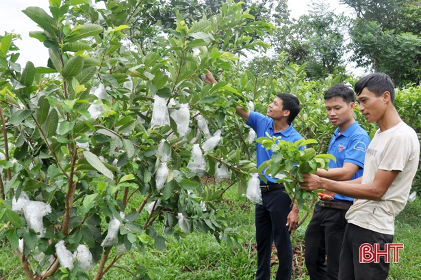 9X Hà Tĩnh khởi nghiệp làm trang trại cây ăn quả, thu nửa tỷ đồng/năm