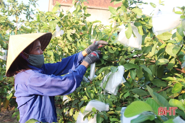 Ổi Đài Loan “kết duyên” chị em Cẩm Lạc nhờ quả ngon, dễ trồng