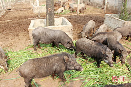 Lợn rừng “made in Hà Tĩnh” cho lãi cao, nông dân mạnh tay mở rộng quy mô