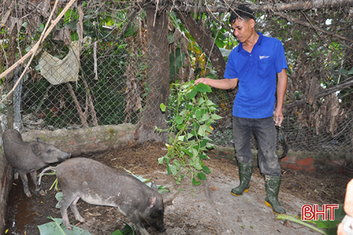 Lợn rừng “made in Hà Tĩnh” cho lãi cao, nông dân mạnh tay mở rộng quy mô