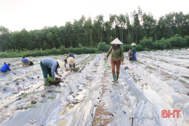 Những “Startup” trẻ tạo giá trị khác biệt trong sản xuất nông nghiệp ở Hà Tĩnh