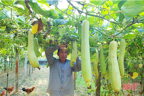 633 vườn mẫu ở Cẩm Xuyên thu nhập bình quân trên 60 triệu đồng/năm
