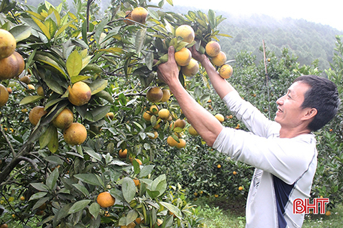 Các nhà vườn háo hức đón chờ hiệp hội trồng cam đầu tiên ở Hà Tĩnh