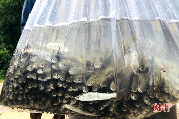 Hà Tĩnh thả 1,7 tấn cá giống tái tạo nguồn lợi thủy sản