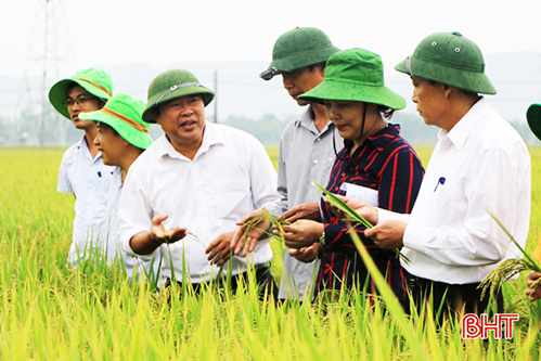 Vụ xuân 2020 ở Hà Tĩnh: Mở đường cho những cánh đồng thẳng cánh có bay