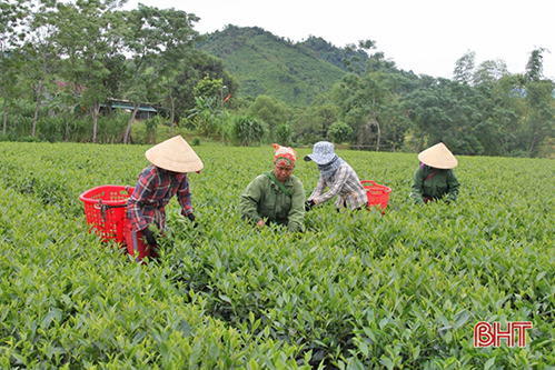 Người trồng chè Hương Sơn “bỏ túi” gần 51 tỷ đồng từ chè búp