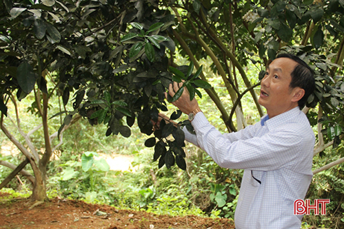 Hương Khê phát triển kinh tế vườn, nâng cao chất lượng cuộc sống cho người dân