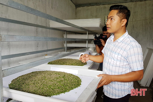 Lần đầu tiên xuất hiện ở Hà Tĩnh, nghề trồng dâu nuôi tằm đã “phát tài”