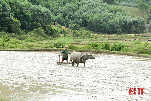 Nông dân Vũ Quang tập trung đẩy nhanh tiến độ sản xuất vụ xuân