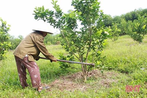 Nông dân Vũ Quang tập trung đẩy nhanh tiến độ sản xuất vụ xuân