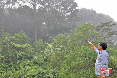 Một nông dân Hà Tĩnh sở hữu 22 ha rừng gỗ lim, dổi cỡ lớn