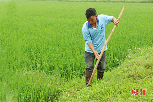 Chuột tăng theo cấp số nhân, nông dân Hà Tĩnh lo dịch phát sinh