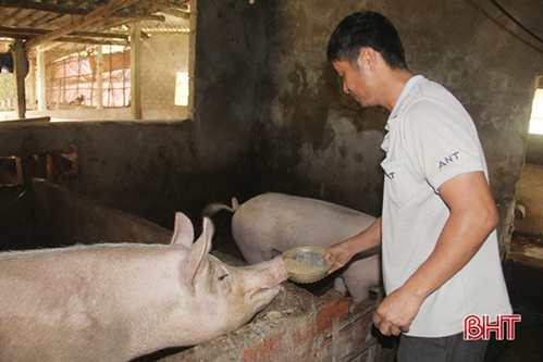 Giá lợn giống tăng cao, người chăn nuôi Hà Tĩnh khó tái đàn