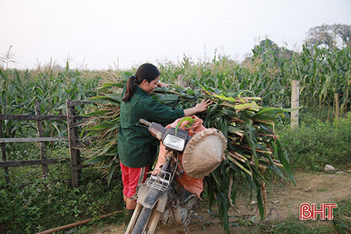 Ngô nếp được mùa, nông dân miền núi Hà Tĩnh phấn khởi!
