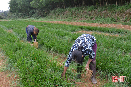 Các “tuyến” sản phẩm chuyên biệt giúp nông dân Kỳ Đồng làm giàu từ vườn mẫu