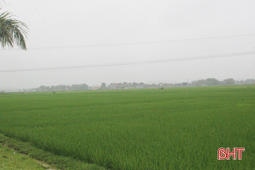 Nếu chủ quan, bệnh đạo ôn sẽ gây hại đến hàng chục nghìn ha lúa ở Hà Tĩnh
