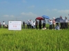 Chính sách hỗ trợ để bảo vệ đất trồng lúa