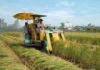 Sản xuất nông nghiệp ở Nam Định giảm hai chỉ tiêu quan trọng
