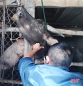 Xuất hiện bệnh lở mồm long móng trên gia súc ở TX Hồng Lĩnh