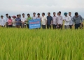 Kết quả bước đầu mô hình khảo nghiệm sản xuất giống lúa mới BQ
