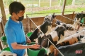 Nông dân đầu tiên ở Hà Tĩnh nuôi bò đực sữa của Tập đoàn TH True
