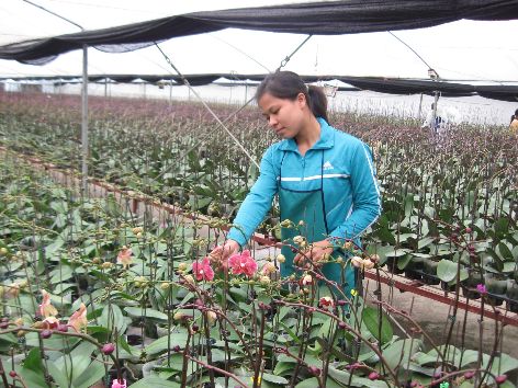 Sản xuất hoa lan theo công nghệ cao tại Công ty Flora, huyện Đan Phượng. Ảnh: Văn Thắng