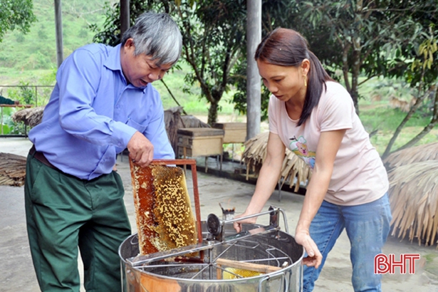 Nông dân Vũ Quang ước thu 60 tấn mật ong, “bỏ túi” 10 tỷ đồng