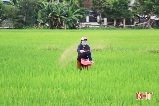 Thời tiết “ủng hộ”, nông dân Hà Tĩnh thúc đòng lúa hè thu