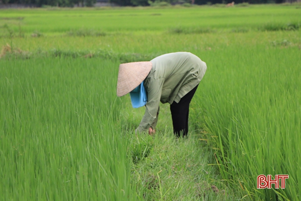 Thời tiết “ủng hộ”, nông dân Hà Tĩnh thúc đòng lúa hè thu