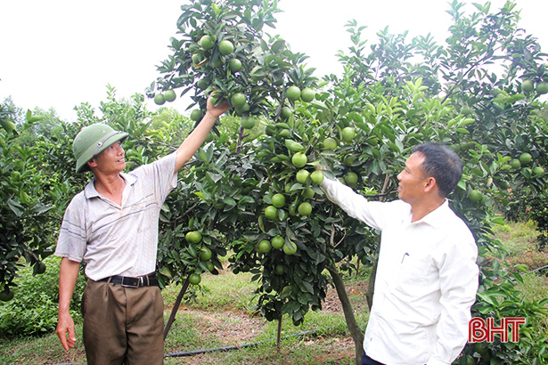 Trang trại “vàng” của cựu binh miền sơn cước Hà Tĩnh