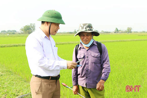 Hà Tĩnh: Sâu bệnh bắt đầu tấn công lúa xuân, nông dân gấp rút phòng trừ