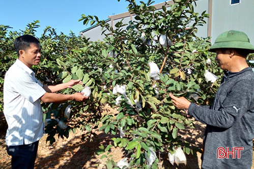 Các “tuyến” sản phẩm chuyên biệt giúp nông dân Kỳ Đồng làm giàu từ vườn mẫu